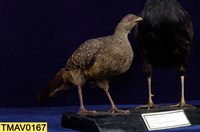 藍腹鷴藏品圖，第1張